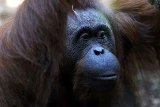 Researchers hope the programme could improve breeding programmes for the apes