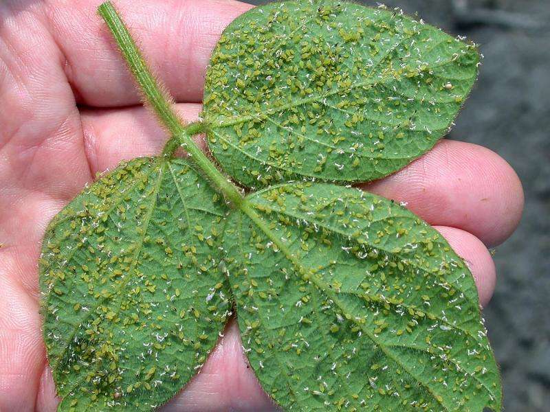 Research reveals integrated pest management best option for treatment of soybean aphids