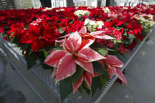 Science Says: Are poinsettias poisonous? Some holiday truths