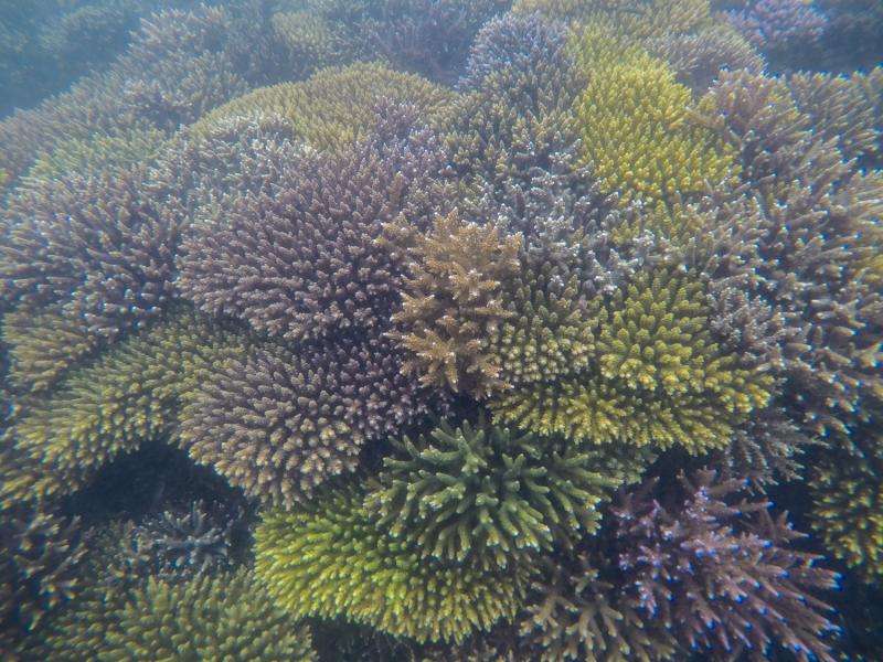 Searching for super-corals living on the edge