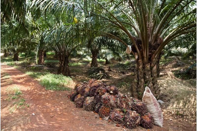 Study shows protected tropical forests are threatened by the bounty of adjacent oil palm plantations