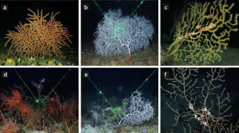 Unlocking the mysteries of deepwater corals to restore the Gulf of Mexico