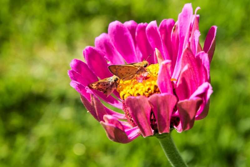 Researcher studies pollinator plots for warm season grass lawns