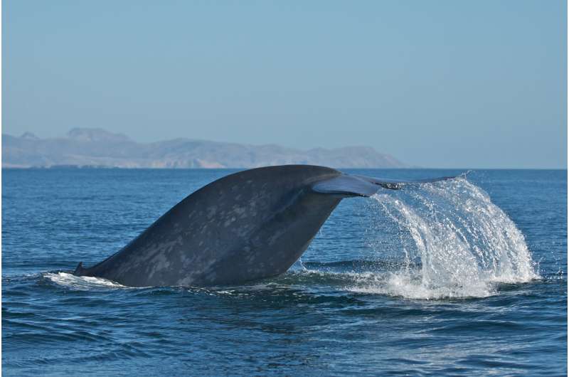 Scientists discover most blue whales are 'right-handed' -- except when they swim upward