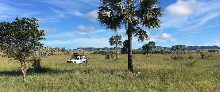 Scientists dispute missing dryland forests