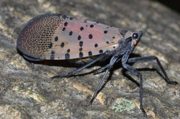 Researchers take aim at invasive, 'pernicious' spotted lanternfly