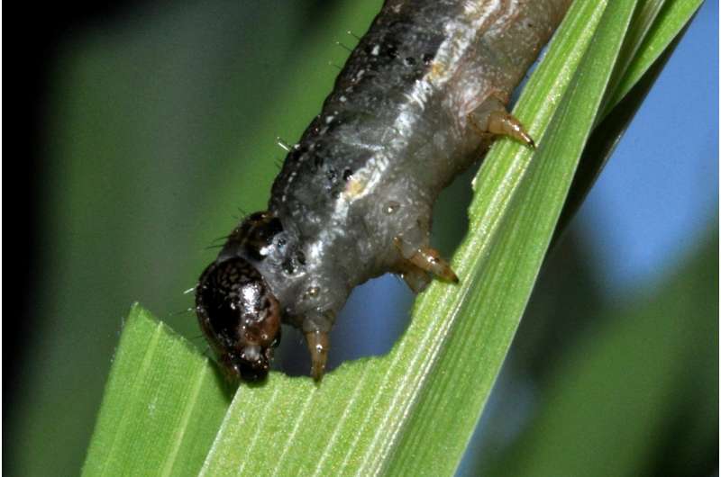 Scientists decode the genome of fall armyworm, moth pest that is invading africa