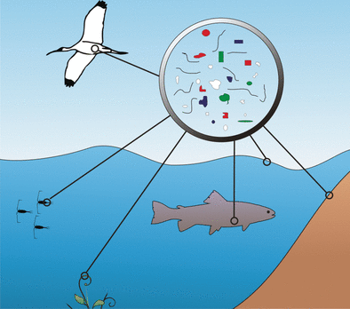 Assessing the amount, quality, and risk of microplastic contaminants in aquatic ecosystems