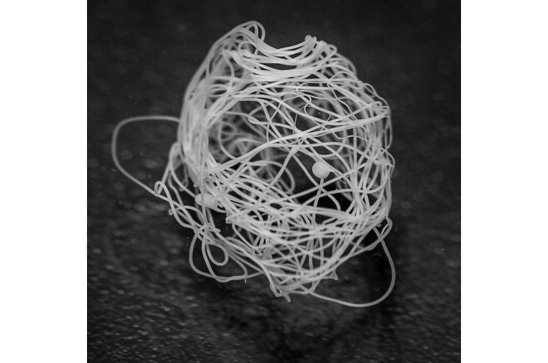 Spin doctors say scientists copy spider silk in lab
