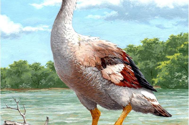 Fossils from ancient extinct giant flightless goose suggests it was a fighter
