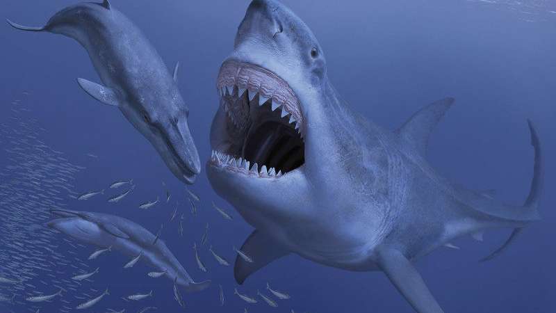 Giant ancient shark may have gone extinct due to extinction of its small prey