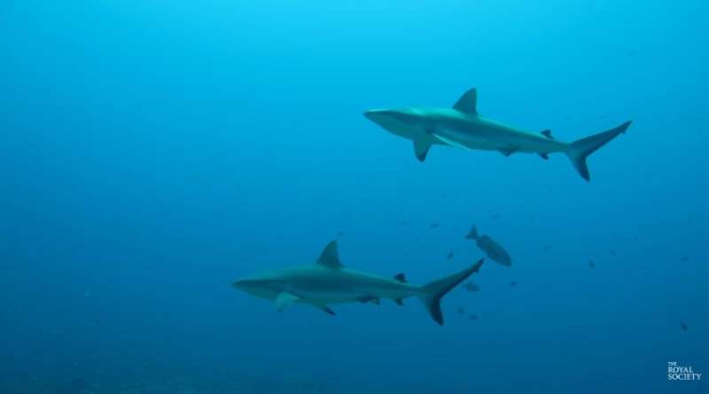 Video: Tracking data and shark behaviour