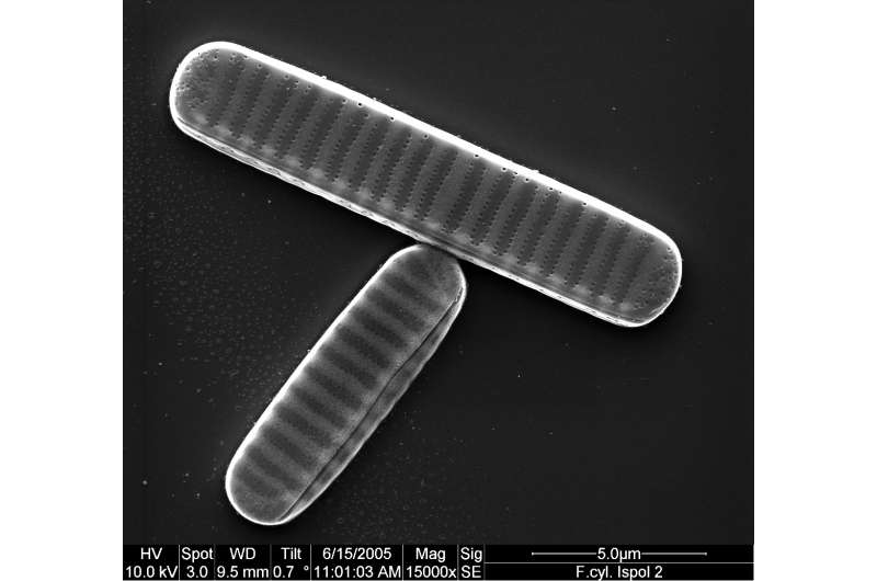 Tracking Antarctic adaptations in diatoms