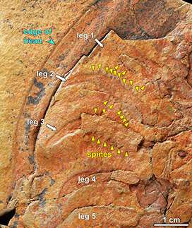 Fossils reveal unseen ‘footprint’ maker