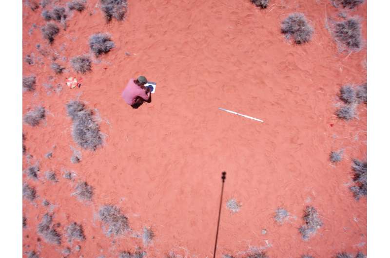 Finally, an explanation of strange African 'fairy circles'?