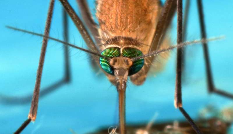 New clue to how mosquitoes fend off malaria
