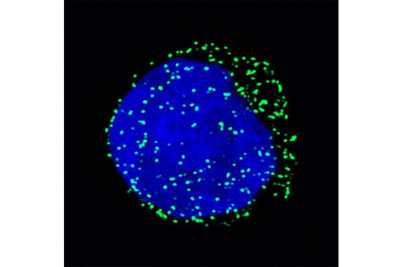 Researchers find new way to target blood stem cell cancers