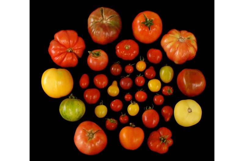 Team discovers key to restoring great tomato flavor