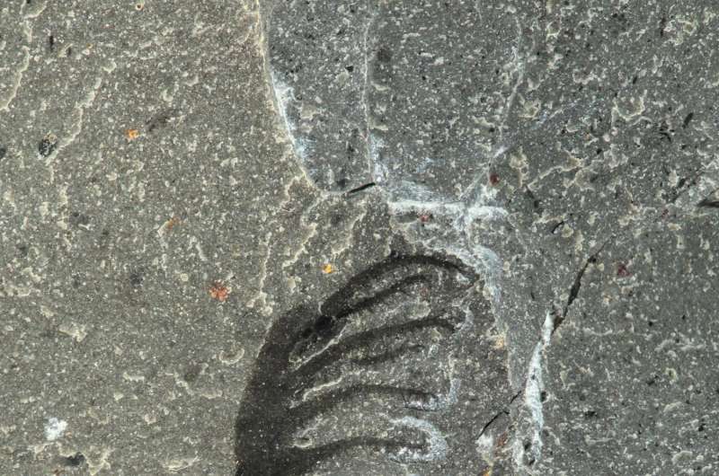 500-million year-old species offers insights into the lives of ancient legged worms