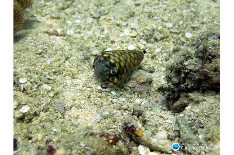 Acid trip makes clumsy cone snails miss their prey