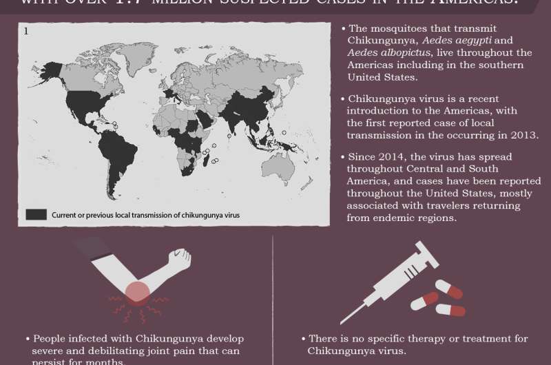 Drug combination effective against chikungunya arthritis in mice