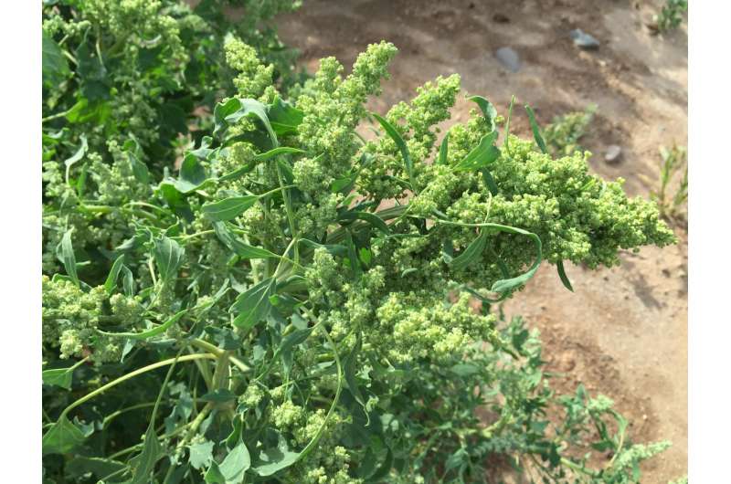 Quinoa genome accelerates solutions for food security