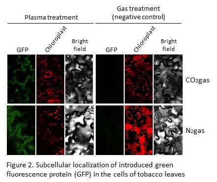 Plasmas promote protein introduction in plants