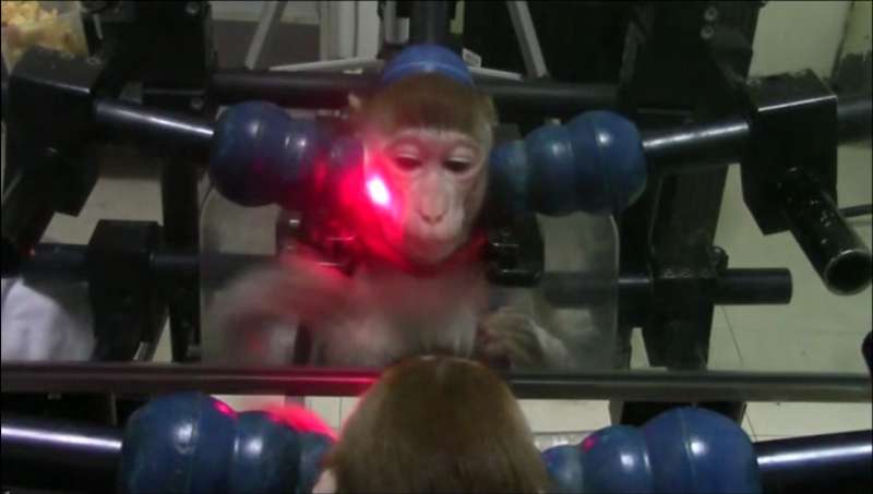 Monkeys taught to pass mirror self-awareness test
