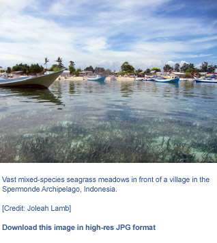 Underwater seagrass beds dial back polluted seawater