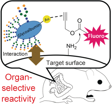 Organ-targeted metal-complex catalysis within living biological systems