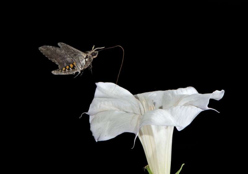 Moths found to produce their own antioxidants from carbohydrates