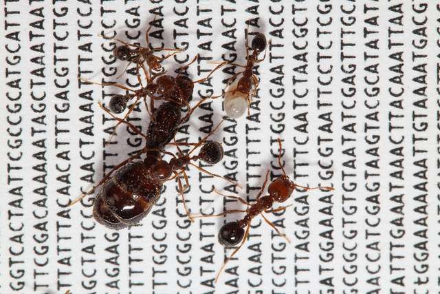 Scientists explore the evolution of a 'social supergene' in the red fire ant
