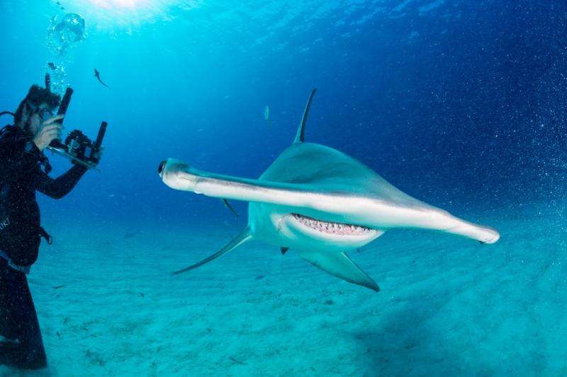 Hammerhead shark migration gives new hope for conservation