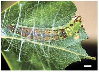 Caterpillars found to use vibrations to attract other caterpillars