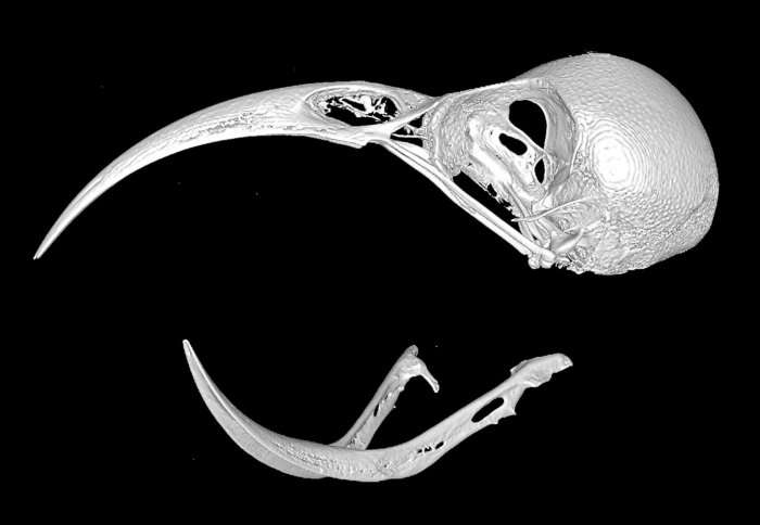 3-D scans reveal flexible skull patterns are key to island bird diversity