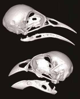3-D scans reveal flexible skull patterns are key to island bird diversity