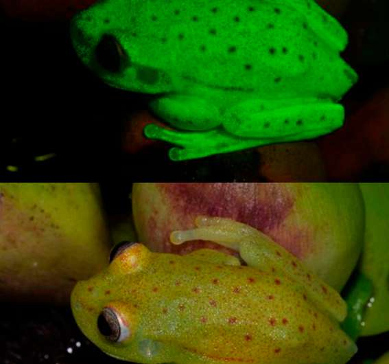 Naturally fluorescent amphibian found in Amazon basin