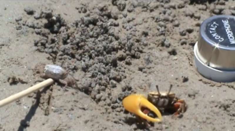 Fiddler crab found to use waving and drumming to demonstrate fitness to mate (w/ video)