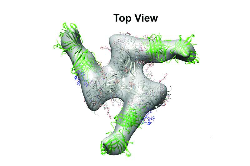 Researchers map pathways to protective antibodies for an HIV vaccine