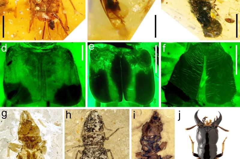 Intact mushroom and mycophagous rove beetle in Burmese amber leak early evolution of mushrooms
