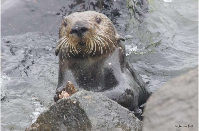 Genetic study of sea otters suggests very long history of tool use