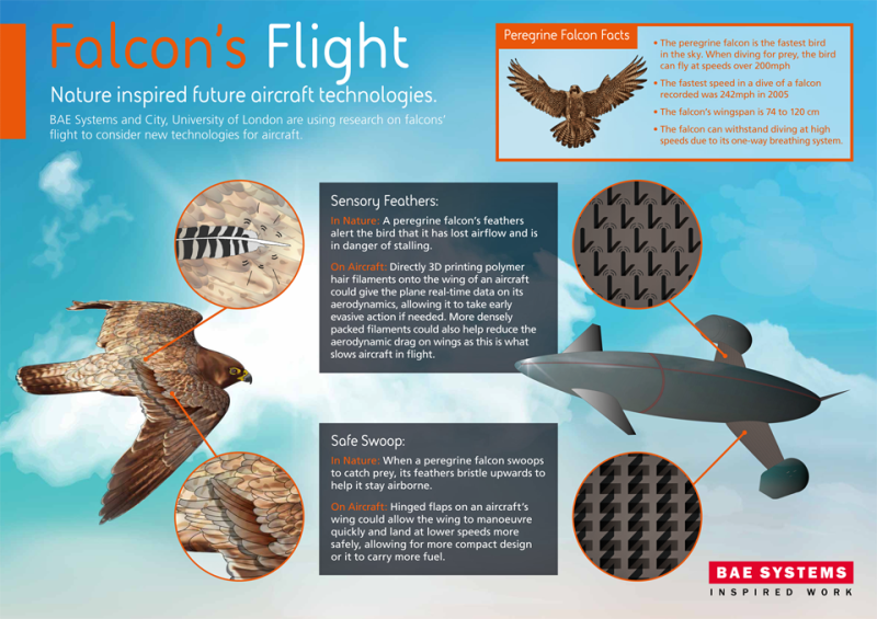 Research work on peregrine falcons inspires future aircraft technologies