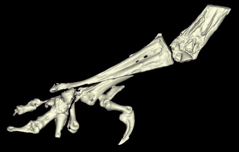 Ancient fossil reveals the evolution of bird legs for the first time