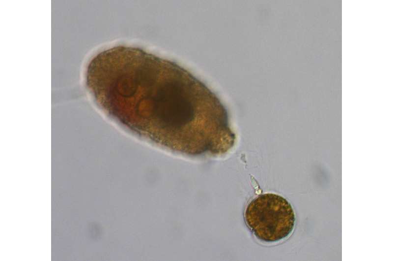 Researchers capture dinoflagellate on video shooting harpoons at prey