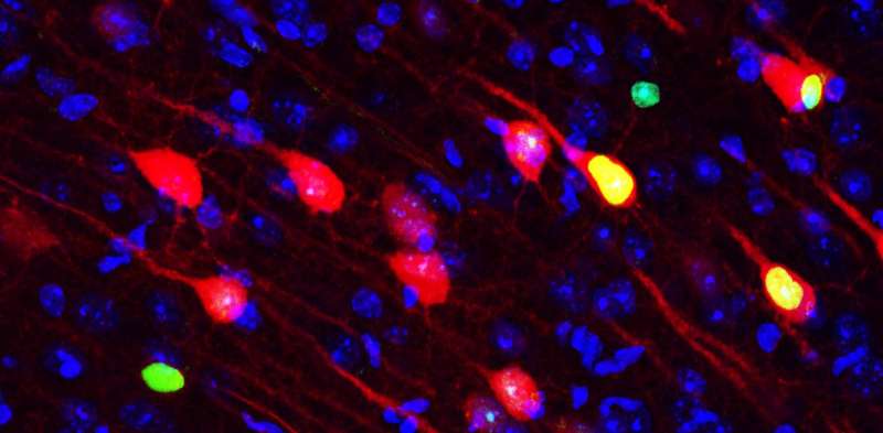 Neuroscientists identify brain circuit necessary for memory formation