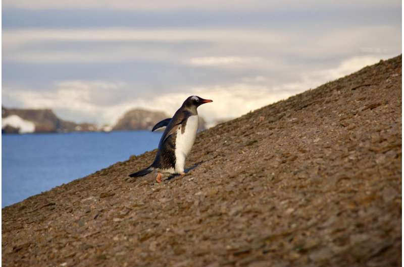 Antarctic penguin colony repeatedly decimated by volcanic eruptions