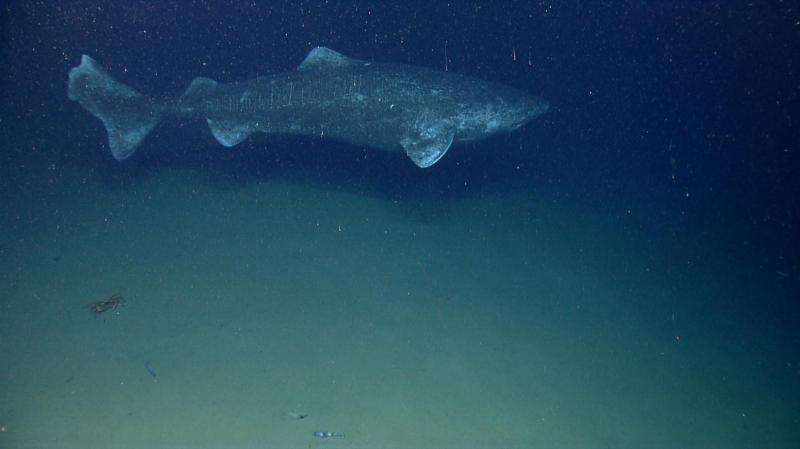 Arctic expedition to uncover the secrets of an ancient and mysterious shark