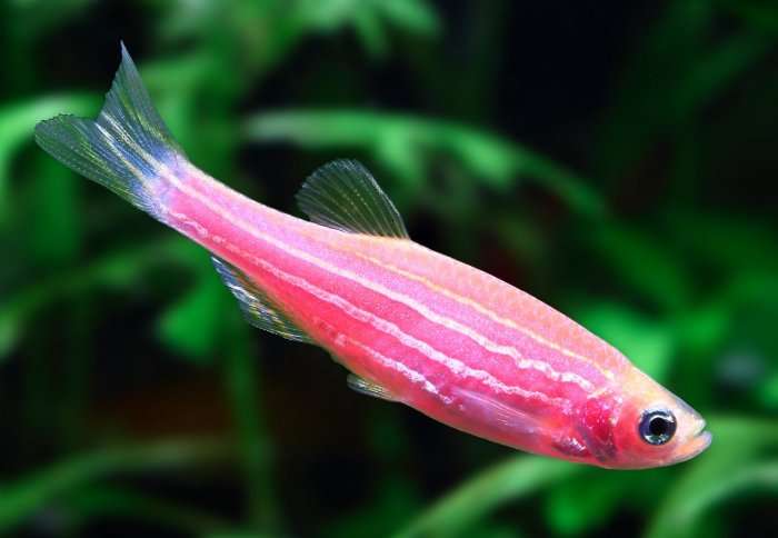 Deadly amphibian plague can infect young zebrafish, scientists discover
