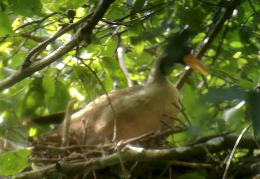 Researchers in Cambodia find nest of rare riverine bird