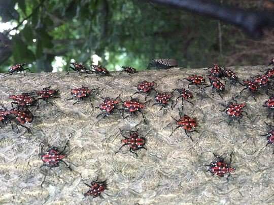 Researchers take aim at invasive, 'pernicious' spotted lanternfly